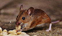 24 Hour & Emergency Exterminators in Fort Chiswell, VA